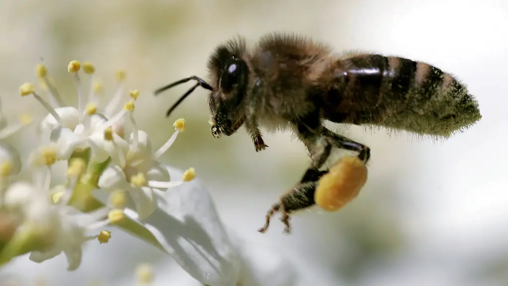 honigbiene