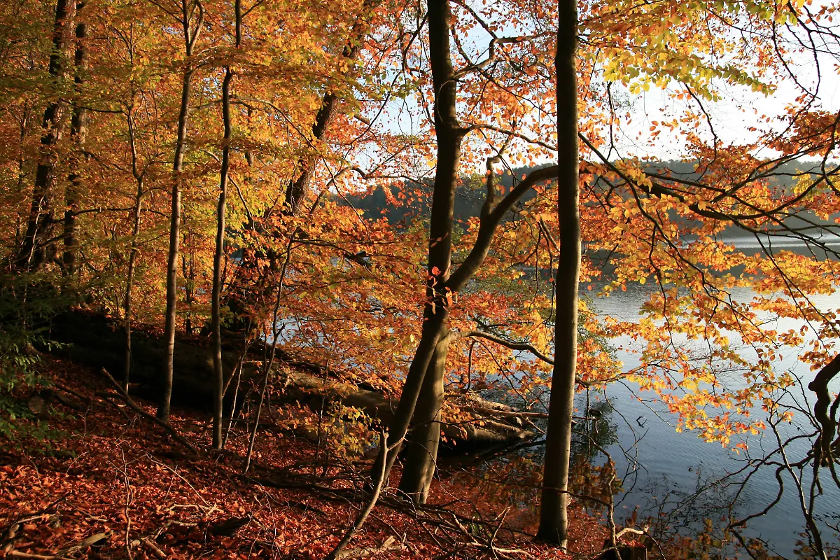 NRPStechlin-Buchenwald-am-Klarwassersee-G-klinger