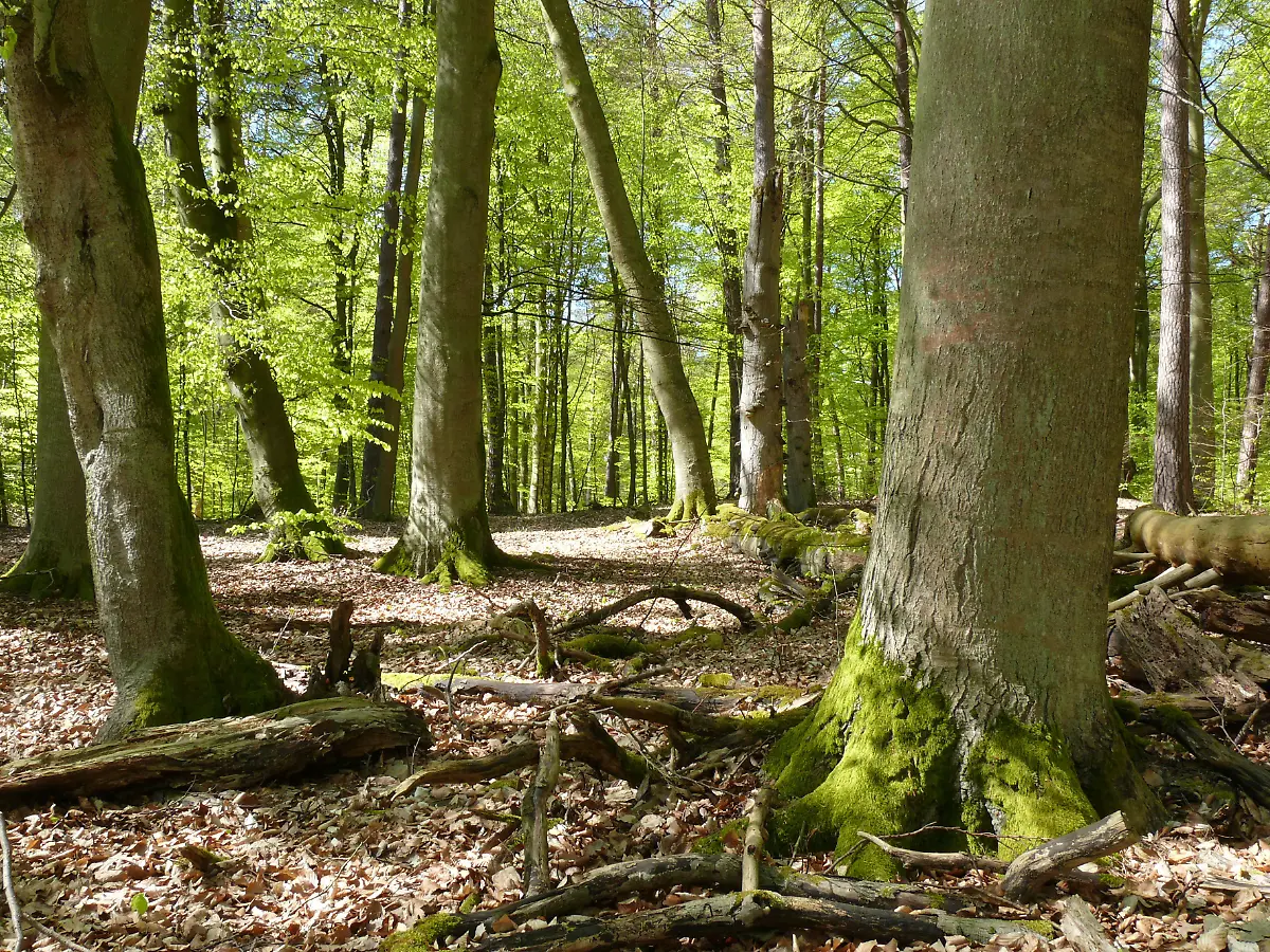 NLP-MA-eritz-Serrahner-Buchenwald
