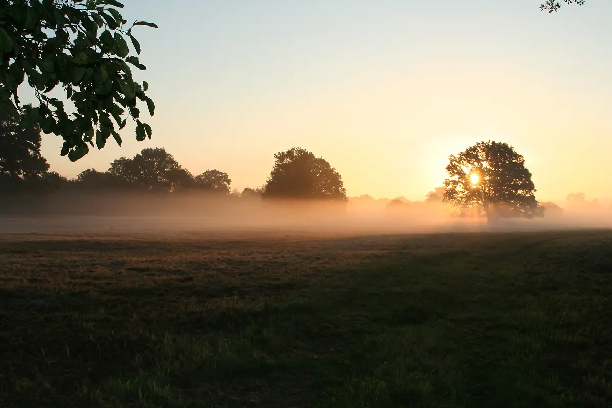 BR-Mittelelbe-Morgennebel-auf-einer-SolitN-areichenwiese-Foto-Mirko-Pannach