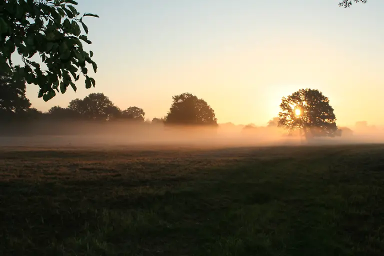 BR-Mittelelbe-Morgennebel-auf-einer-SolitN-areichenwiese-Foto-Mirko-Pannach