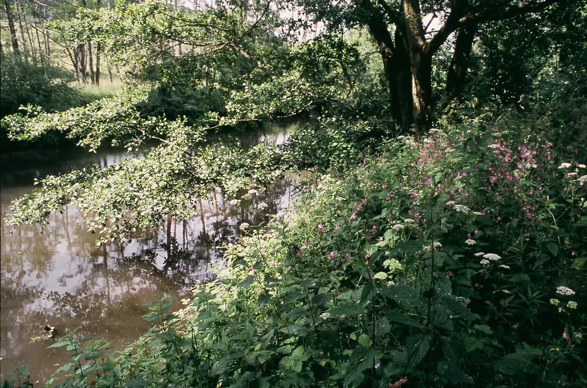 BRBliesgau-Auenwald-Blies