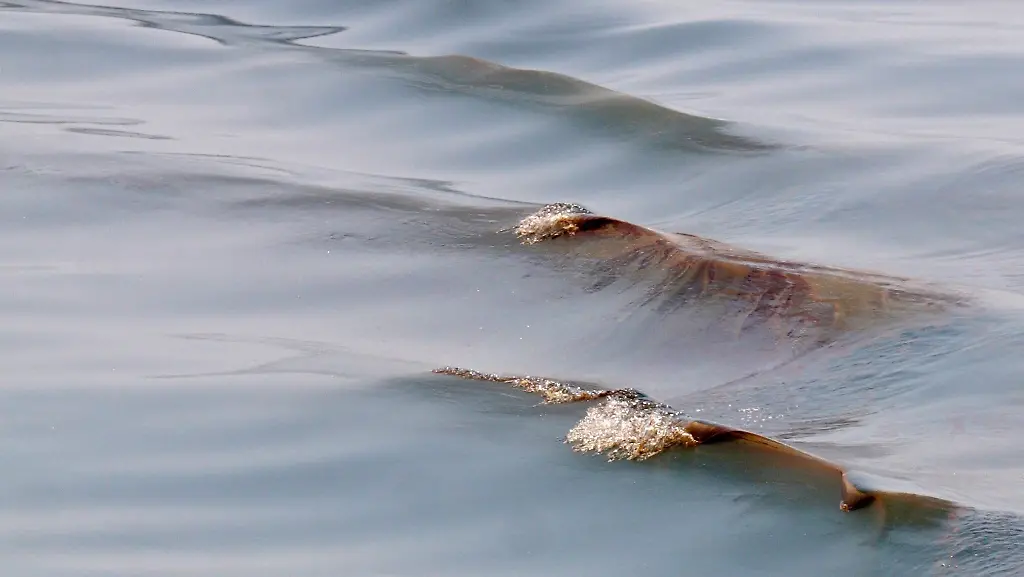 2rnk5639-jpg5336333204420374054