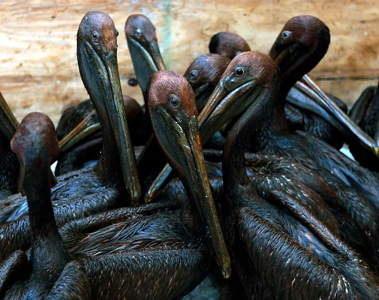 2010-06-12T224444Z-01-WAS103-RTRMDNP-3-OIL-SPILL-JPG742330642518479364