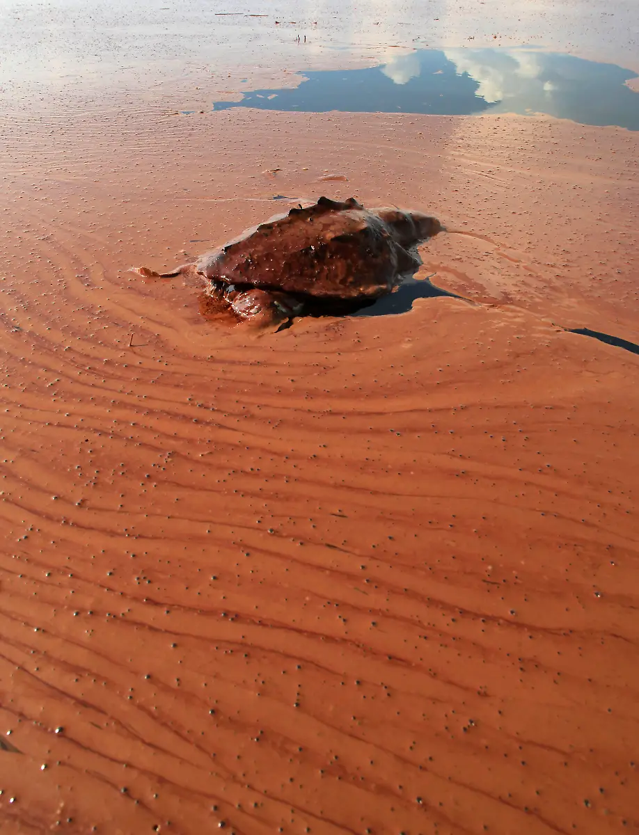 Gulf-Oil-Spill-Barataria-NY109-jpg979922520190194163