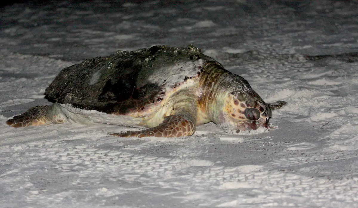 2rm82842-jpg3976820425661197331