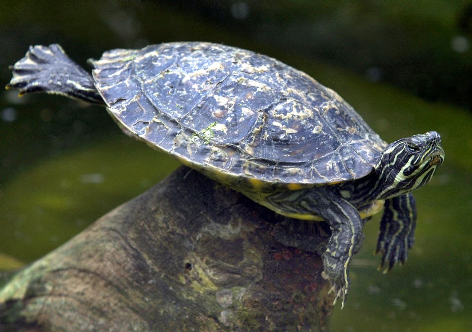 Schildkröten sind behäbig, friedfertig und den meisten Menschen sympathisch. Sie geben keine Laute von sich und viele von ihnen halten sogar Winterschlaf.