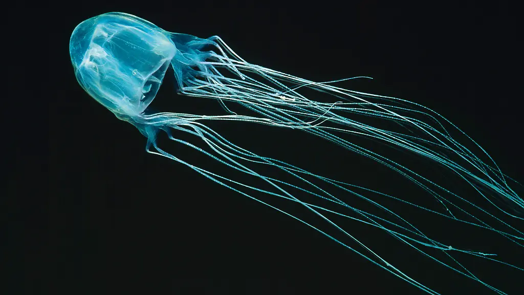 Wuerfelqualle-Box-jellyfish