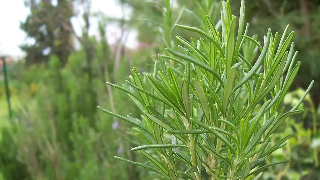 2rgg5805-jpg3904038128775248017