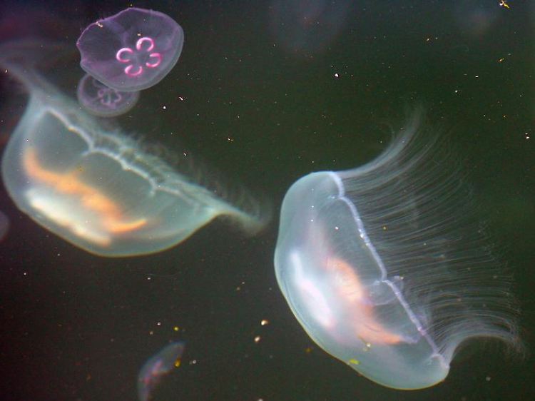 Im Alten Strom des Ostseebades Warnemünde schwimmen zurzeit unzählige Quallen. Gefährlich sind sie für den Menschen aber nicht.