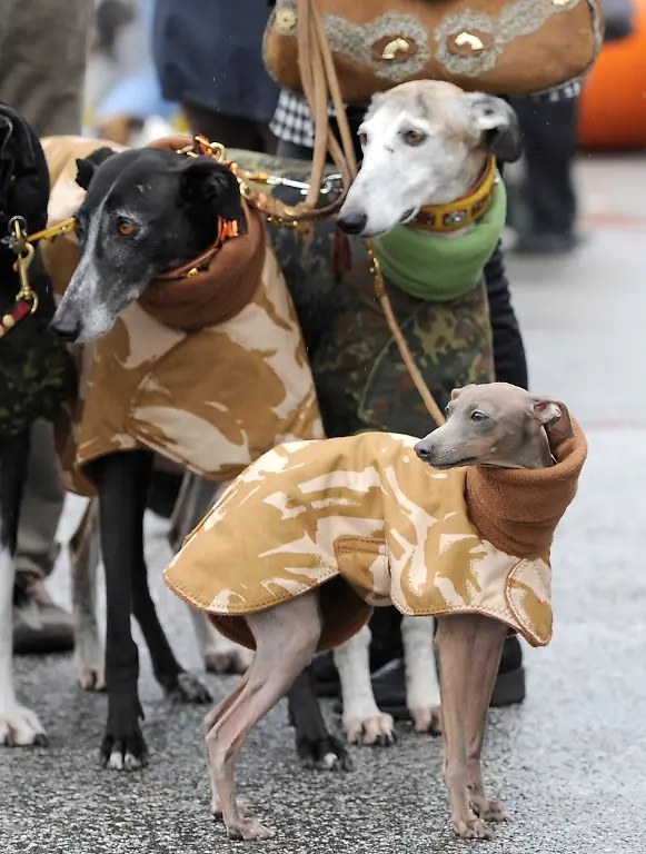 2rad3942-jpg507080471175009190