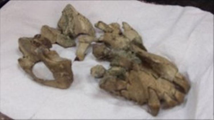 Forscher identifizierten diese Knochensammlung als Schädel des Ugandapithecus Major, einem entfernten Verwandten des Menschenaffen.