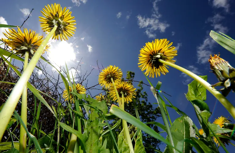 sonne