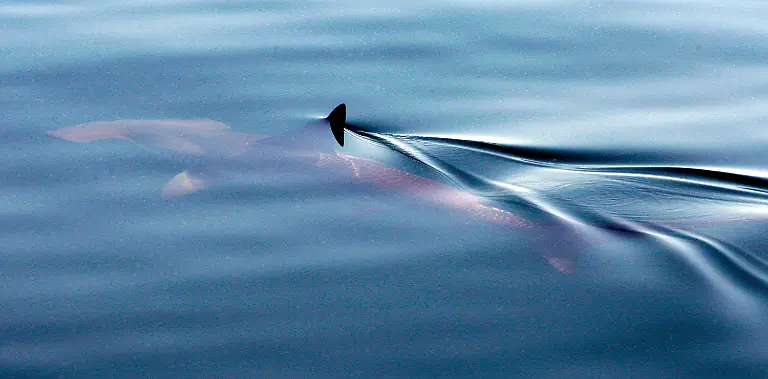 Gulf-Oil-Spill-LAPS102-jpg4132728355345159309