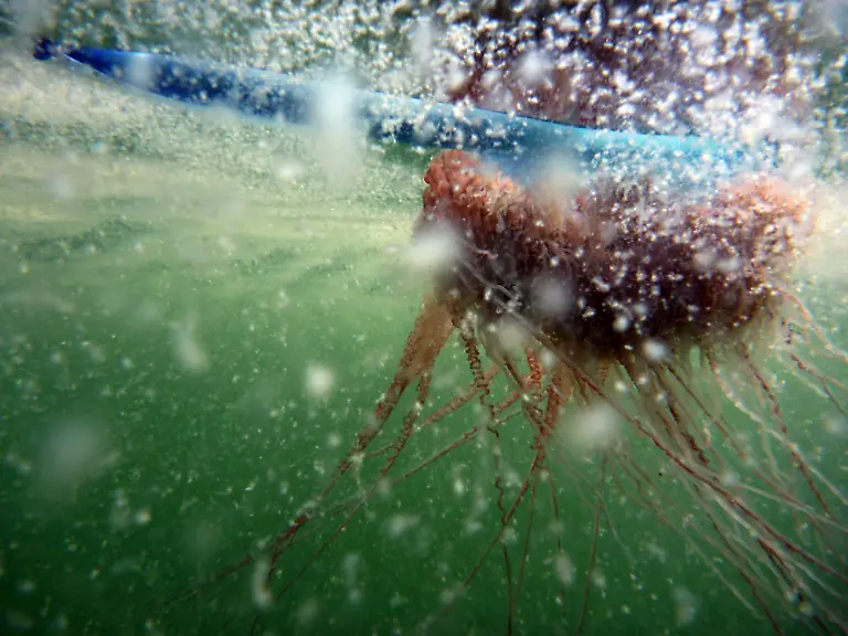 Gulf-Oil-Spill-LAAB115-jpg4369011953735273298