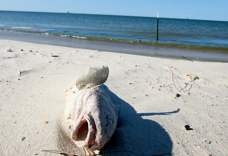 2qwh3110-jpg1506418190854259828