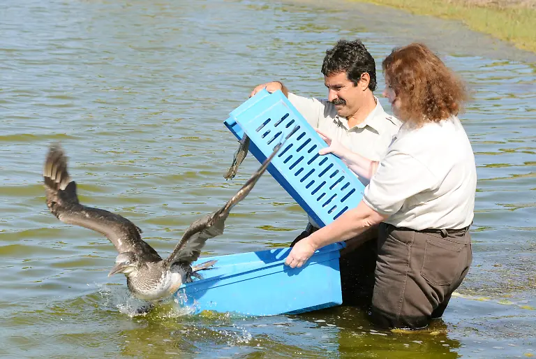 Oil-Spill-Birds-FLRS103-jpg5175214392646993952