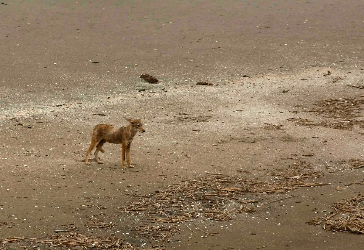 Louisiana-Oil-Rig-Explosion-LAGH115-jpg1954151787826708955