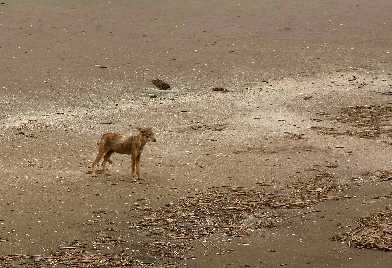 Louisiana-Oil-Rig-Explosion-LAGH115-jpg1954151787826708955