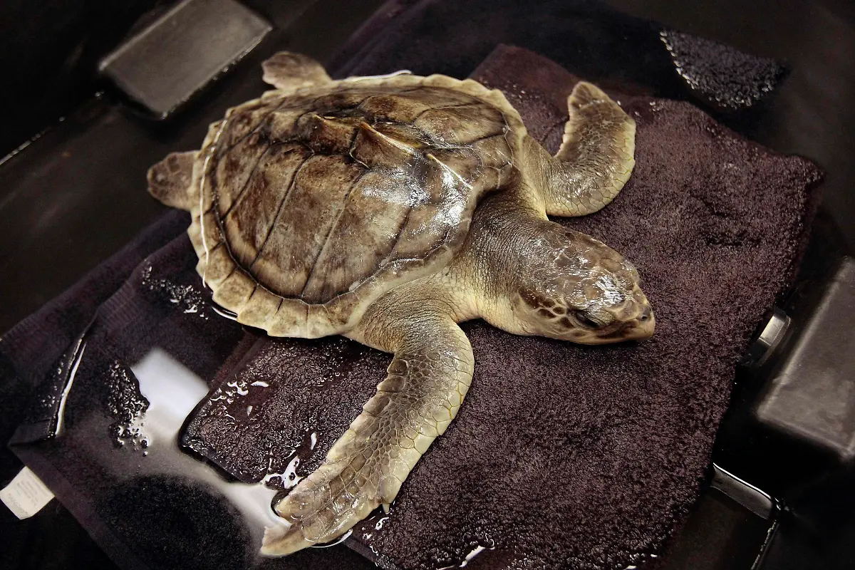 Gulf-Oil-Spill-MSDM123-jpg5781402340476786218