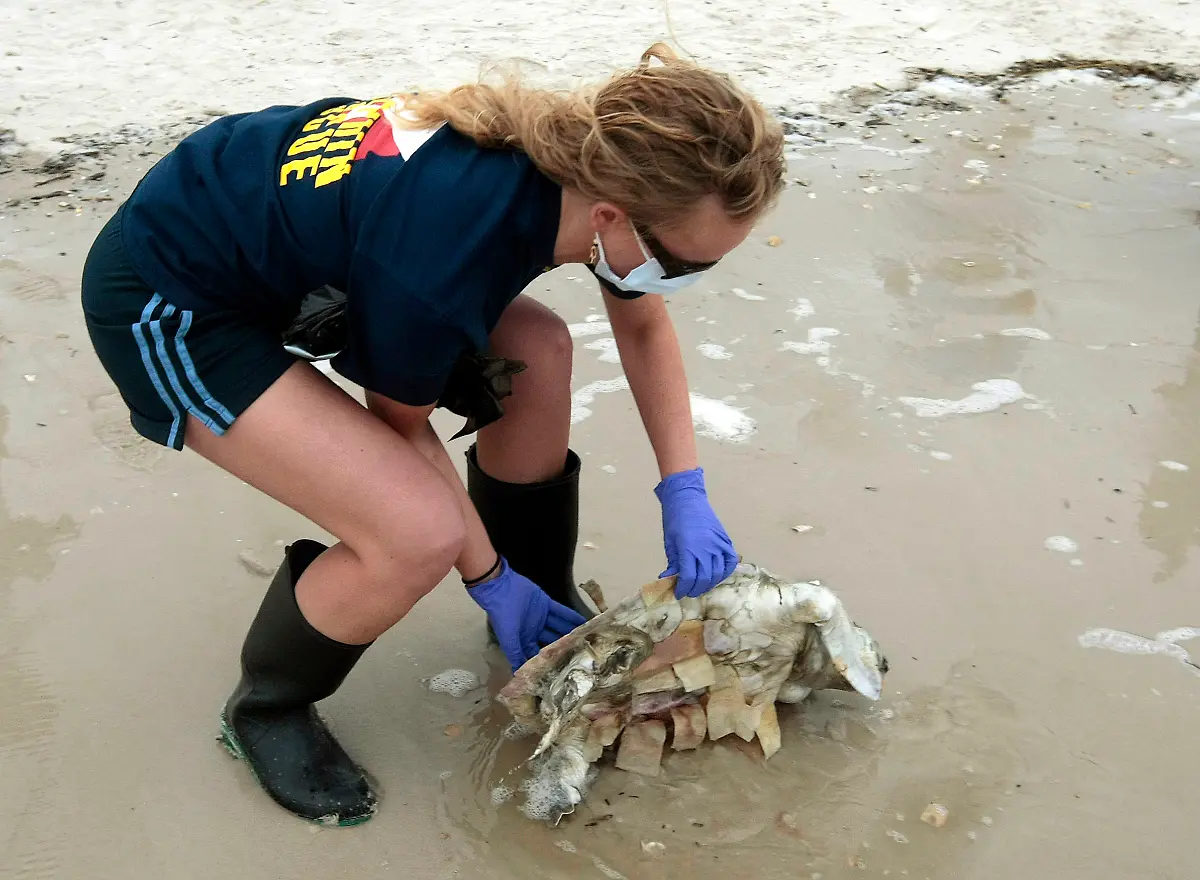 1272832338654-Gulf-Oil-Spill-MSDM124-jpg945900842891179121