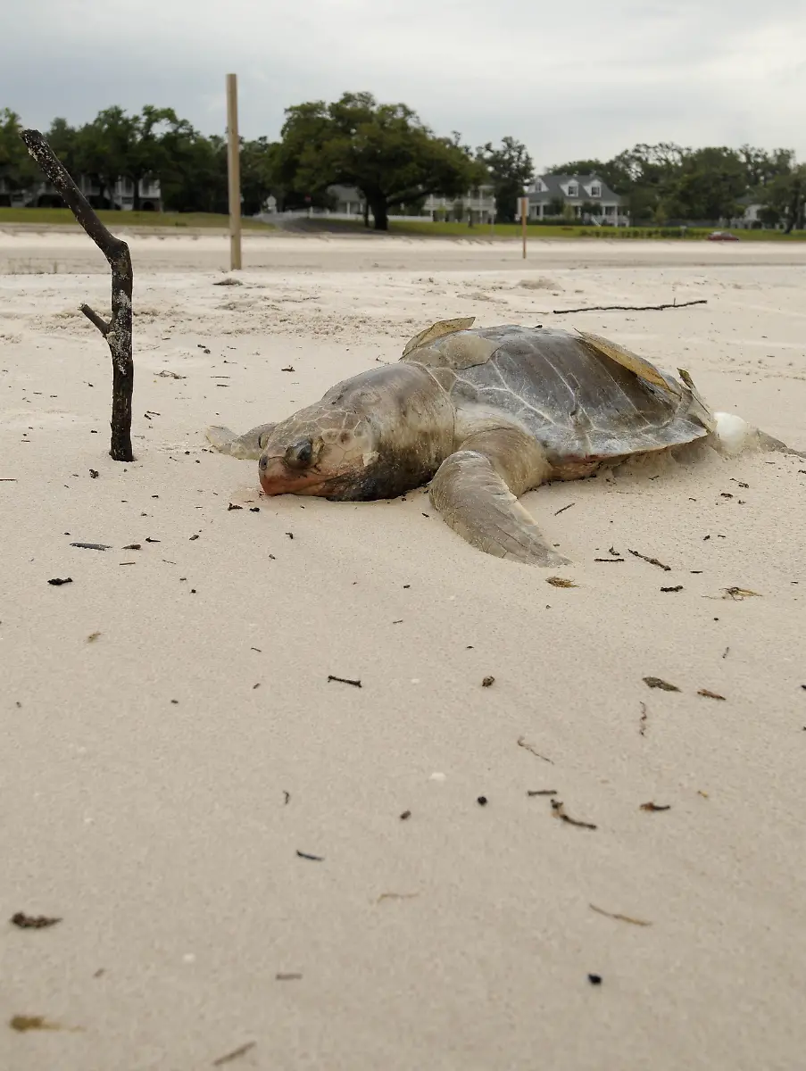 Gulf-Oil-Spill-LADQ104-jpg5654593681785761989