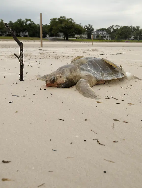 Gulf-Oil-Spill-LADQ104-jpg5654593681785761989