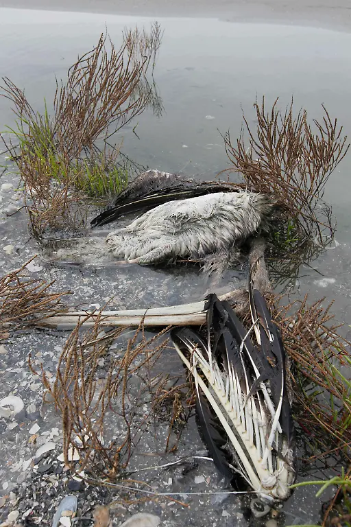 Gulf-Oil-Spill-LAAB104-jpg1946139914789214454