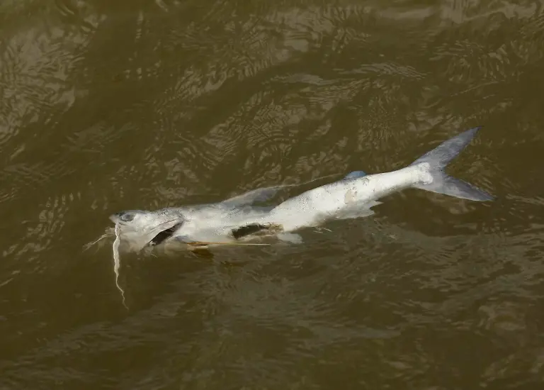 Gulf-Oil-Spill-LAGH103-jpg4215515323036822438