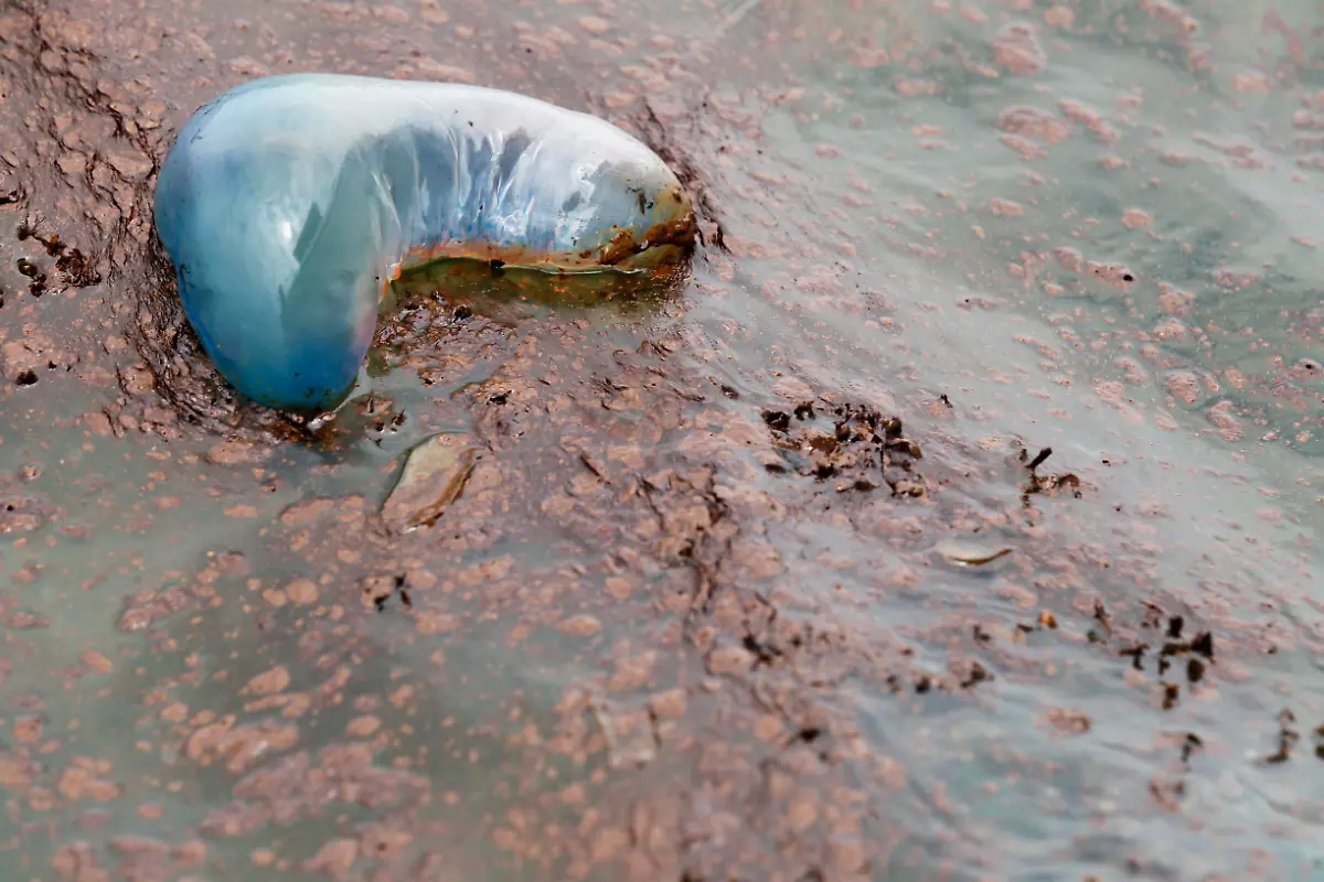 APTOPIX-Gulf-Oil-Spill-LAAB116-jpg7652875684494889965