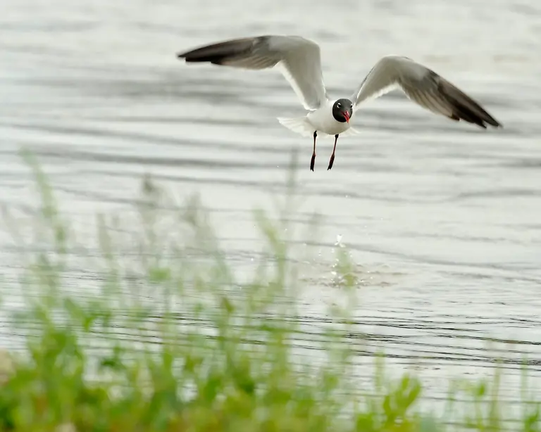 2qsv3109-jpg7595145847766247842