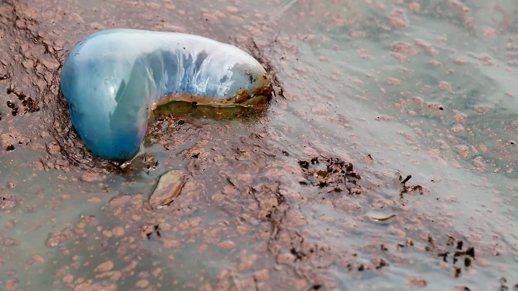 APTOPIX-Gulf-Oil-Spill-LAAB116-jpg5806033207903519510