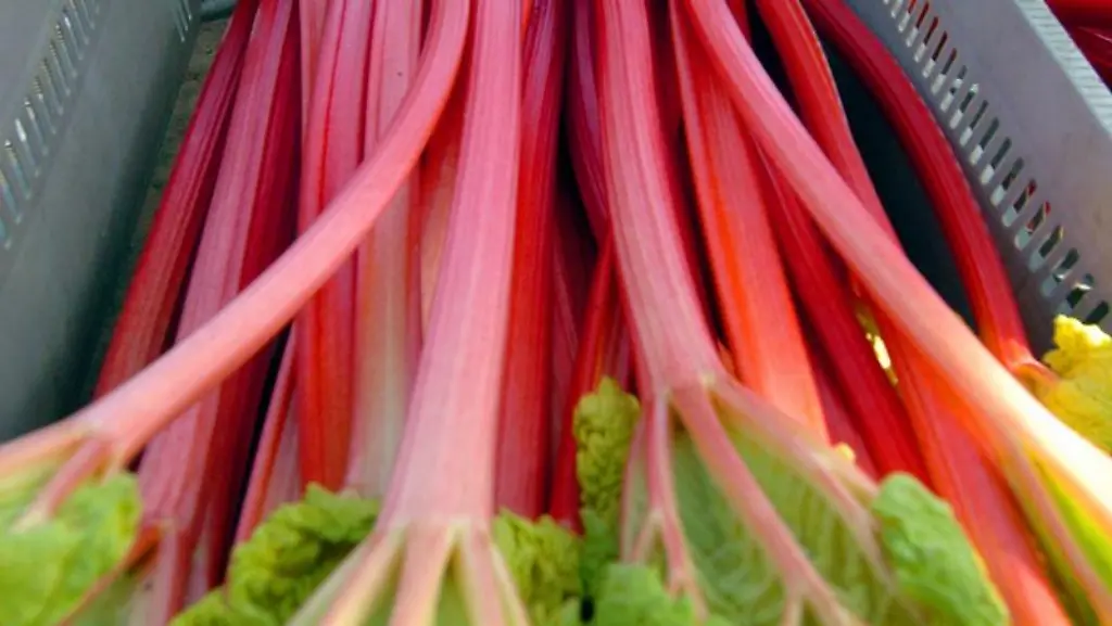 Rhabarber-frisch-geerntet