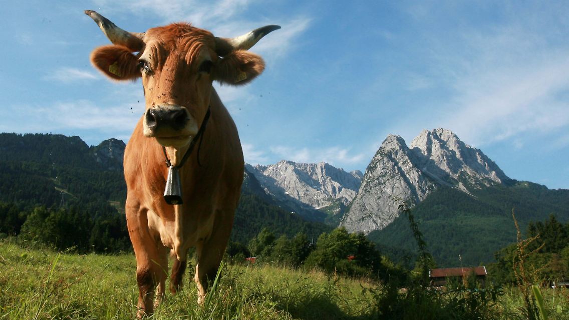 So schön ist's hier: Ein glücklicher Ochse auf einer Wiese in Garmisch-Partenkirchen. Im Hintergrund die Zugspitze.