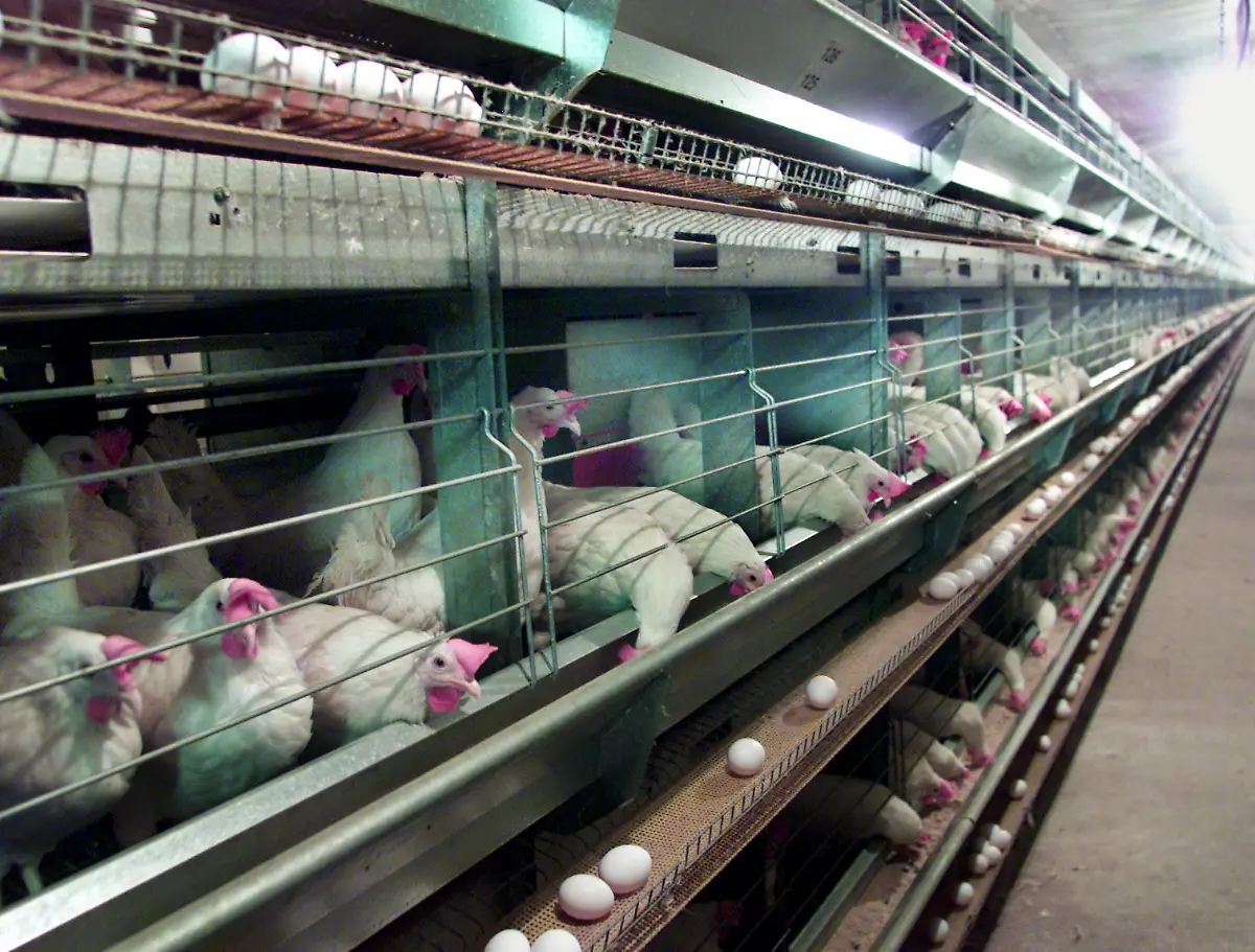 kleingruppenhaltung2