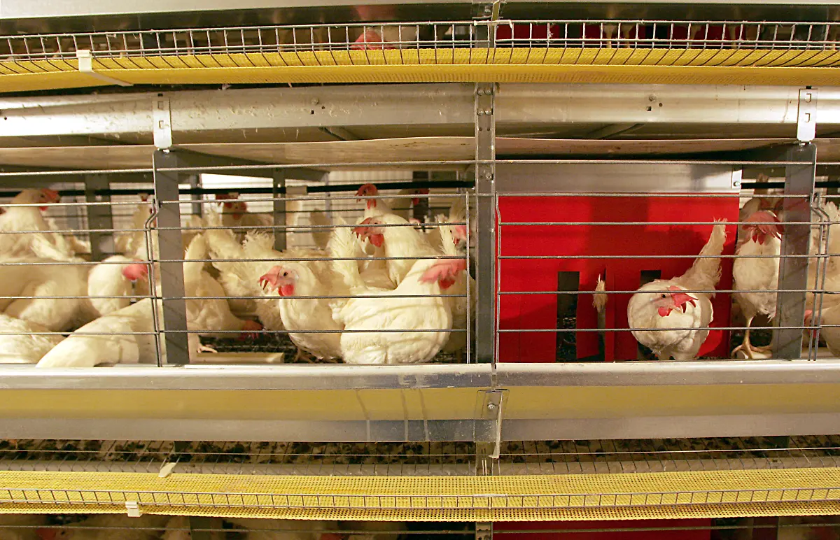 Kleingruppenhaltung3