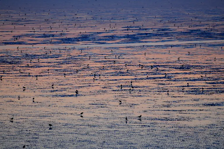 wattenmeer
