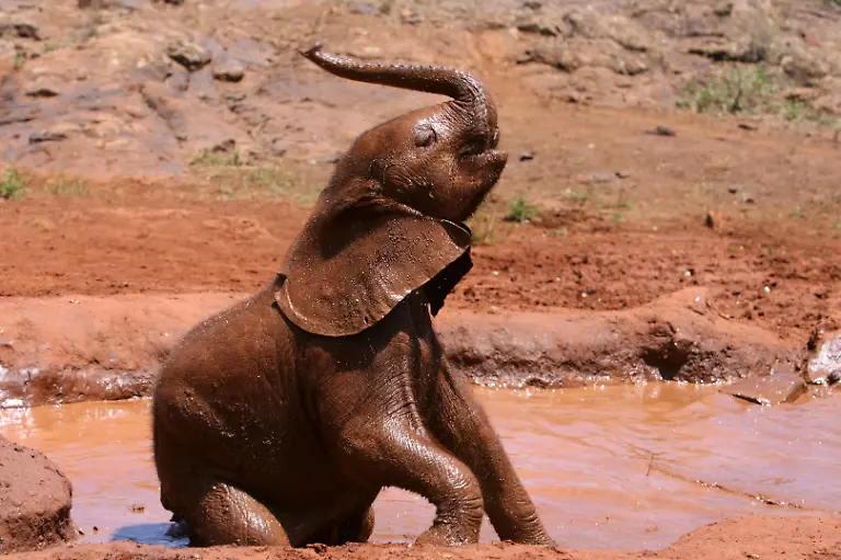 Elefant-Schlussbild