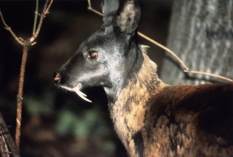 Moschus