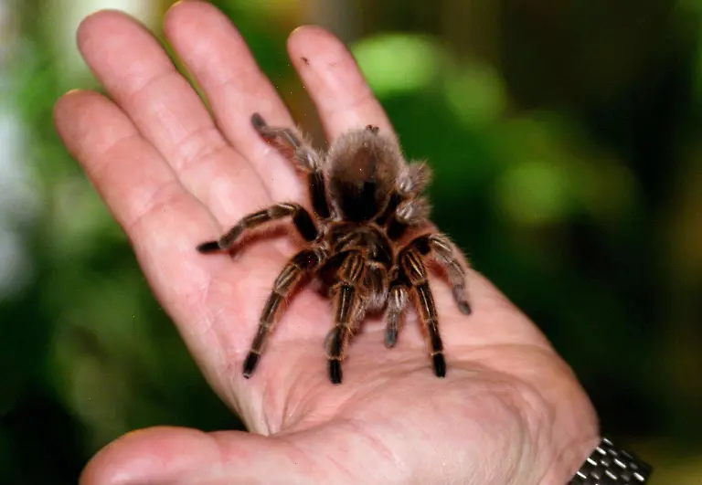 Vogelspinne