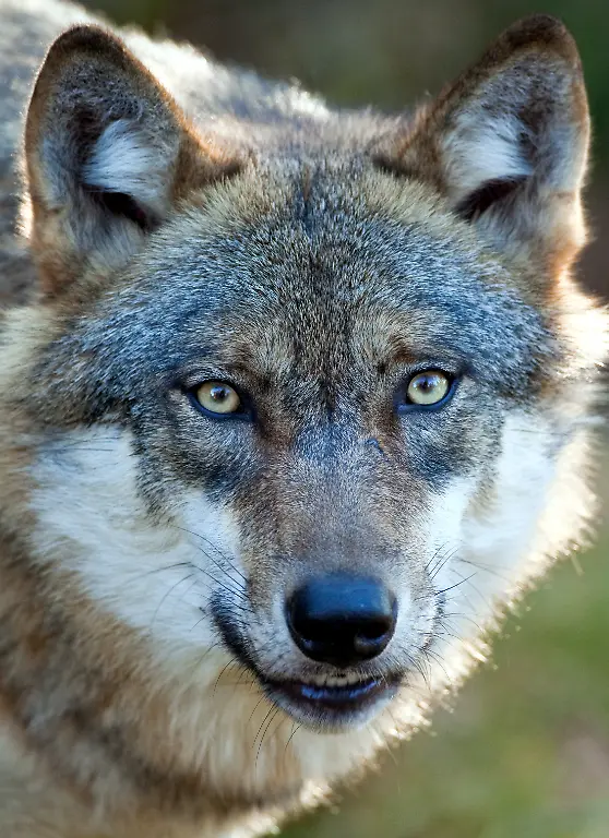 Wolf