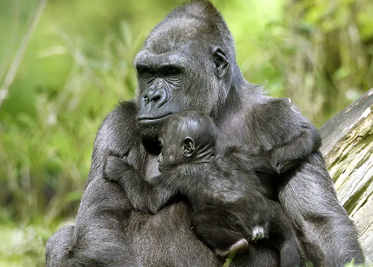Criossrivergorilla