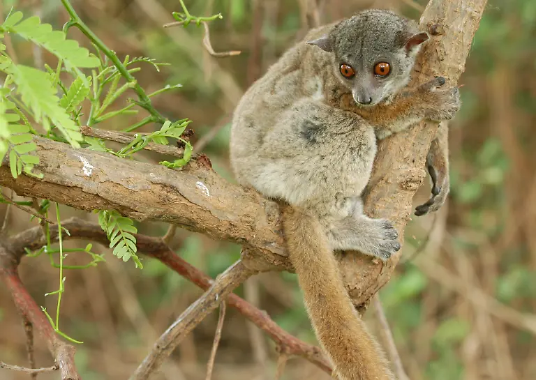 sportivelemur