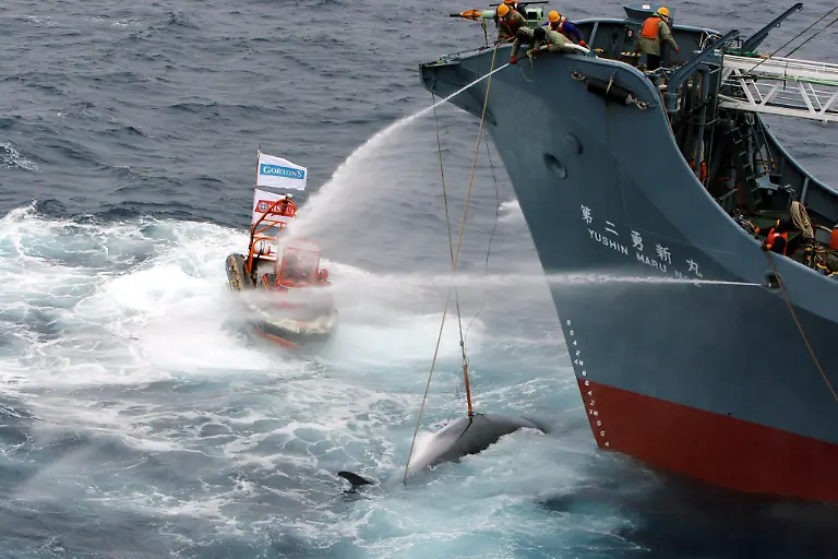 Walfang-Japan-Greenpeace