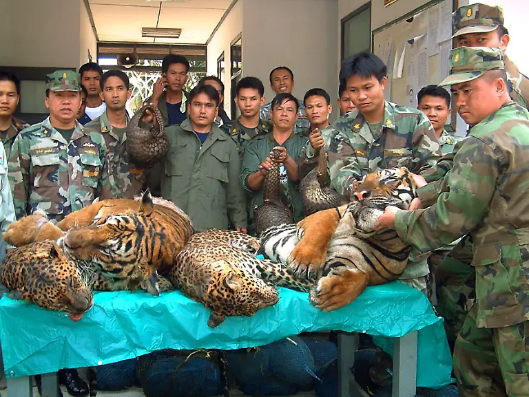 Thailand-Tigerfund