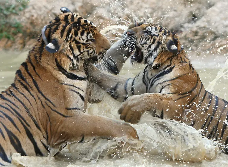 Tigerkampf