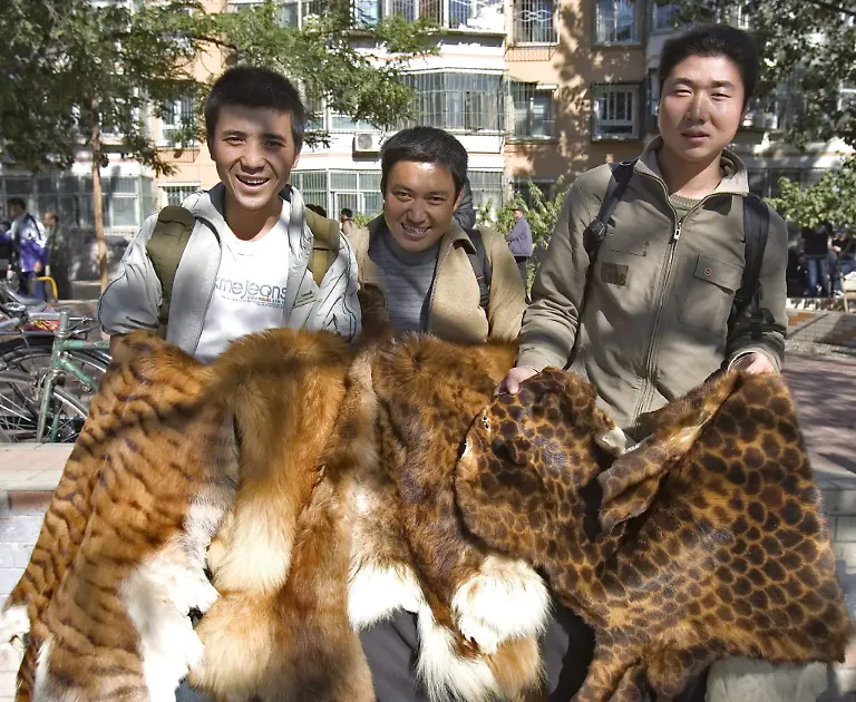 Tigerfelle