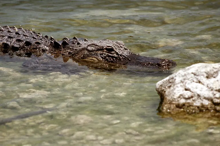 Nilkrokodil