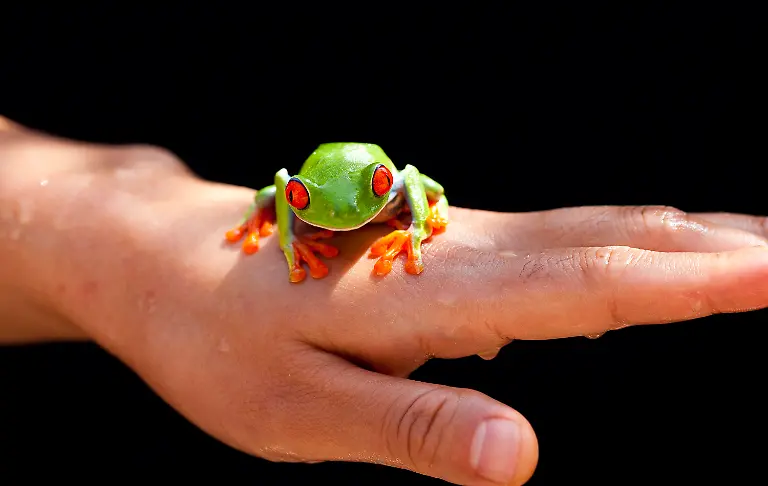 Rotaugenlaubfrosch2