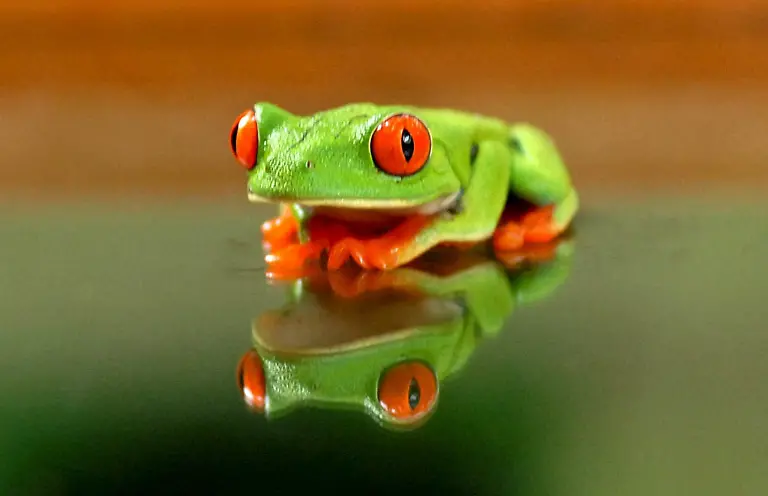 Rotaugenlaubfrosch